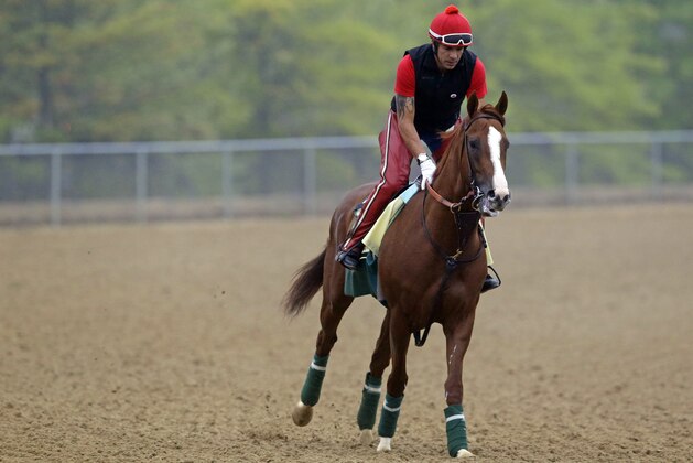 Kentucky Derby winner California Chrome, with exercise rider Willie Delgado aboard, gallops at Pimlico Race Course in Baltimore, Wednesday, May 14, 2014. The Preakness Stakes horse race is scheduled to take place May 17. (AP Photo)