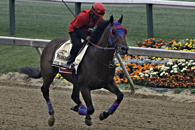 Exercise rider Domingo Navarro gallops Preakness Stakes entrant Social Inclusion at Pimlico Race Course in Baltimore, Thursday, May 15, 2014.  (AP Photo/Garry Jones)