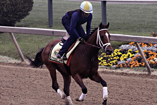 Preakness Stakes entrant Dynamic Impact gallops under exercise rider Marco Cano at Pimlico Race Course in Baltimore, Thursday, May 15, 2014. The 139th Preakness is Saturday, May 17.  (AP Photo/Garry Jones)