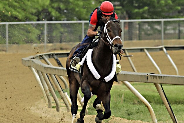 Exercise rider Bryan Beccia breezes Preakness Stakes hopeful Ride On Curlin at Pimlico Race Course in Baltimore, Md., Wednesday, May 14, 2014. The Preakness Stakes is Saturday, May 17. (AP Photo/Garry Jones)