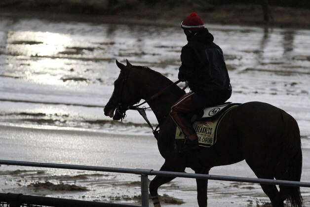 Preakness Stakes favorite California Chrome heads back to the barn after a morning workout in the rain under exercise rider Willie Delgado at Pimlico Race Course, Friday, May 16, 2014, in Baltimore. The 139th Preakness horse race takes place Saturday. (AP Photo/Garry Jones)