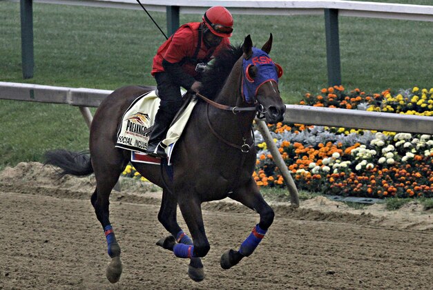 Exercise rider Domingo Navarro gallops Preakness Stakes entrant Social Inclusion at Pimlico Race Course in Baltimore, Thursday, May 15, 2014.  (AP Photo/Garry Jones)