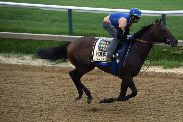 BALTIMORE, MD - MAY 15: Bayern works on the track in preparation for the 139th Preakness Stakes at Pimlico Race Course on May 15, 2014 in Baltimore, Maryland. (Photo by Patrick Smith/Getty Images)