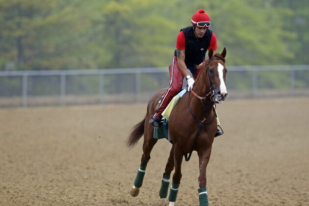 Kentucky Derby winner California Chrome, with exercise rider Willie Delgado aboard, gallops at Pimlico Race Course in Baltimore, Wednesday, May 14, 2014. The Preakness Stakes horse race is scheduled to take place May 17. (AP Photo)