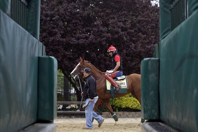 Kentucky Derby winner California Chrome, with exercise rider Willie Delgado aboard, follows assistant trainer Alan Sherman past a starting gate after a workout at Pimlico Race Course in Baltimore, Wednesday, May 14, 2014. The Preakness Stakes horse race is scheduled to take place May 17. (AP Photo)