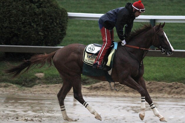 Preakness Stakes favorite California Chrome gallops in the rain under exercise rider Willie Delgado at Pimlico Race Course, Friday, May 16, 2014, in Baltimore. The 139th Preakness Stakes horse race takes place Saturday. (AP Photo/Garry Jones)