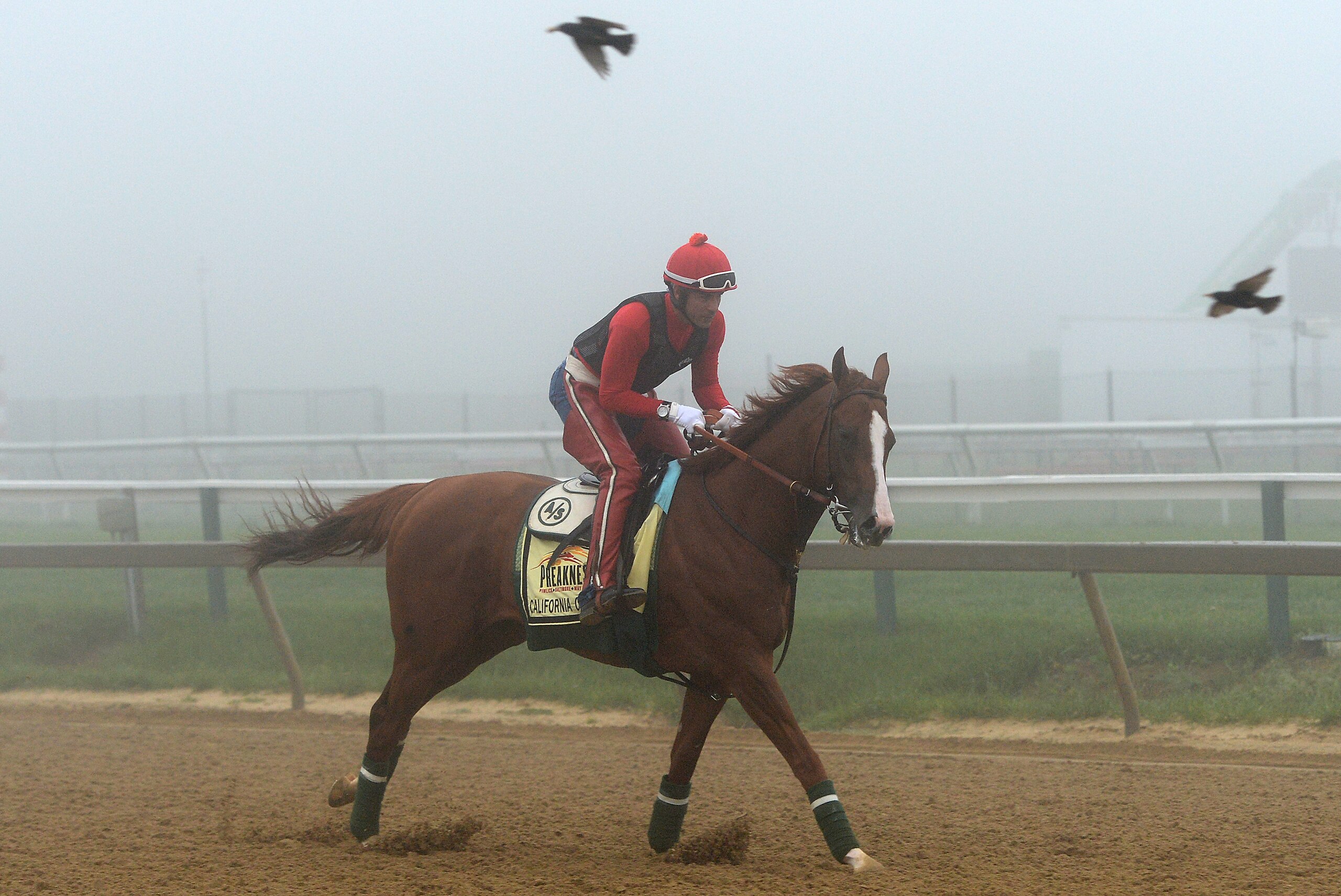 BALTIMORE, MD - MAY 15:  Exercise rider Willie Delgado takes Kentucky Derby winner California Chrome over the track in preparation for the 139th Preakness Stakes at Pimlico Race Course on May 15, 2014 in Baltimore, Maryland. (Photo by Patrick Smith/Getty Images)