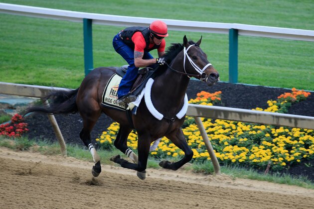 BALTIMORE, MD - MAY 14:  Exercise rider Bryan Beccia takes Ride On Curlin over the track in preparation for the 139th Preakness Stakes at Pimlico Race Course on May 14, 2014 in Baltimore, Maryland.  (Photo by Rob Carr/Getty Images)