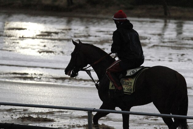 Preakness Stakes favorite California Chrome heads back to the barn after a morning workout in the rain under exercise rider Willie Delgado at Pimlico Race Course, Friday, May 16, 2014, in Baltimore. The 139th Preakness horse race takes place Saturday. (AP Photo/Garry Jones)
