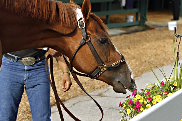 Kentucky Derby winner California Chrome tries to taste the flowers outside the stake barn after his morning bath at Pimlico Race Course in Baltimore, Md., Tuesday, May 13, 2014.  The Preakness Stakes is scheduled for Saturday, May 17. (AP Photo/Garry Jones)