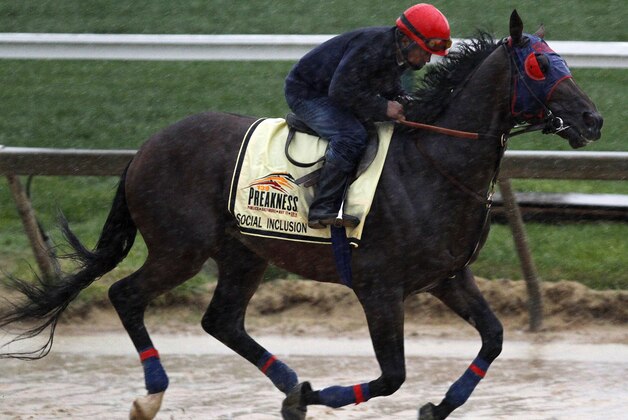 Preakness Stakes entrant Social Inclusion gallops in the rain under exercise rider Domingo Navarro at Pimlico Race Course, Friday, May 16, 2014, in Baltimore. The 139th Preakness horse race takes place Saturday. (AP Photo/Garry Jones)