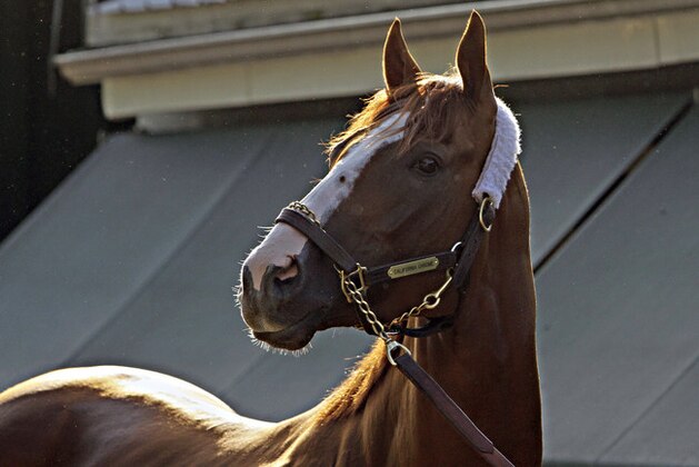 Kentucky Derby and Preakness Stakes winner California Chrome poses for the cameras outside the stakes barn at Pimlico Race Course in Baltimore, Sunday, May 18, 2014. Trainer Art Sherman says California Chrome might not pursue a Triple Crown bid in the Belmont Stakes if New York officials won't allow the colt to wear a nasal strip. (AP Photo/Garry Jones)