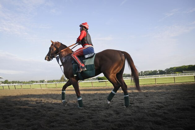 Exercise rider Willie Delgado rides California Chrome around the track at Belmont Park in Elmont, N.Y., Wednesday, May 21, 2014. California Chrome arrived in New York on Tuesday to begin preparations for his bid to become horse racing's first Triple Crown winner in 36 years. (AP Photo/Seth Wenig)
