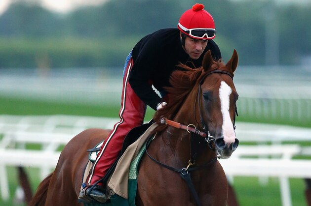 ELMONT, NY - MAY 24:  Kentucky Derby and Preakness winner California Chrome, with exercise rider Willie Delgado up, trains on the main track at Belmont Park on May 24, 2014 in Elmont, New York. He is scheduled to race for the Triple Crown in the 146th running of the Belmont Stakes  (Photo by Al Bello/Getty Images)