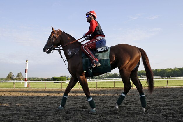 Exercise rider Willie Delgado rides California Chrome around the track at Belmont Park in Elmont, N.Y., Wednesday, May 21, 2014. California Chrome arrived in New York on Tuesday to begin preparations for his bid to become horse racing's first Triple Crown winner in 36 years. (AP Photo/Seth Wenig)
