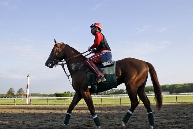 Exercise rider Willie Delgado rides California Chrome around the track at Belmont Park in Elmont, N.Y., Wednesday, May 21, 2014. California Chrome arrived in New York on Tuesday to begin preparations for his bid to become horse racing's first Triple Crown winner in 36 years. (AP Photo/Seth Wenig)