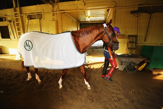 ELMONT, NY - MAY 27:  Kentucky Derby and Preakness winner California Chrome is walked in his barn after a morning workout at Belmont Park on May 27, 2014 in Elmont, New York. He is scheduled to race for the Triple Crown in the 146th running of the Belmont Stakes  (Photo by Al Bello/Getty Images)