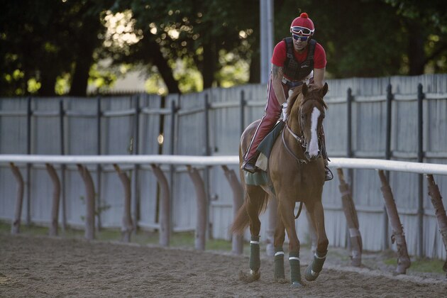 Kentucky Derby and Preakness winner California Chrome jogs around the track with exercise rider Willie Delgado up at Belmont Park, Monday, June 2, 2014, in Elmont, N.Y. California Chrome will attempt to become the first Triple Crown winner since Affirmed in 1978 when he races in the 146th running of the Belmont Stakes on Saturday. (AP Photo/Julie Jacobson)