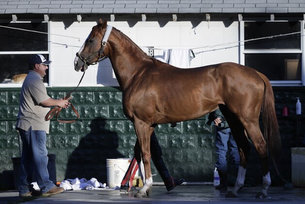 Assistant trainer Alan Sherman holds Triple Crown hopeful California Chrome as he is bathed after a workout, Monday, June 2, 2014, in Elmont, N.Y. California Chrome will attempt to become the first Triple Crown winner since Affirmed in 1978 when he races in the 146th running of the Belmont Stakes on Saturday. (AP Photo/Julie Jacobson)