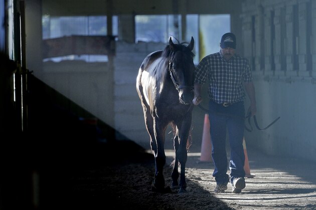 Belmont Stakes hopeful Ride On Curlin is hot walked after a workout at Belmont Park, Monday, June 2, 2014, in Elmont, N.Y. Ride On Curlin will challenge California Chrome, who hopes to be the first Triple Crown winner since Affirmed in 1978 on Saturday. (AP Photo/Julie Jacobson)