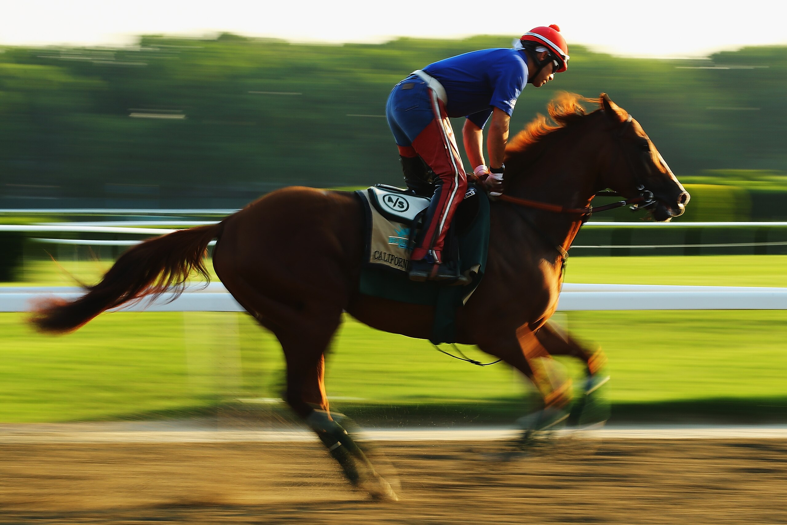 ELMONT, NY - JUNE 03:  Kentucky Derby and Preakness winner California Chrome, with exercise rider Willie Delgado up, trains on the main track at Belmont Park on June 3, 2014 in Elmont, New York. He is scheduled to race for the Triple Crown in the 146th running of the Belmont Stakes  (Photo by Al Bello/Getty Images)