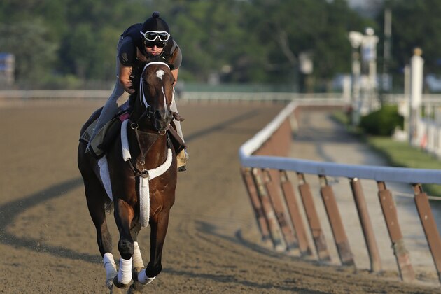 Commanding Curve takes a lap with exercise rider Emerson Chavez up during a workout at Belmont Park Tuesday, June 3, 2014, in Elmont, N.Y. Commanding Curve will be one of several challengers looking to spoil California Chrome's bid at a Triple Crown when they race in the 146th running of the Belmont Stakes on Saturday. (AP Photo/Julie Jacobson)