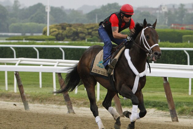 Belmont Stakes hopeful Ride On Curlin takes a lap around the track during a workout at Belmont Park, Wednesday, June 4, 2014, in Elmont, N.Y. Ride On Curlin will be one of several challengers looking to spoil California Chrome's bid at a Triple Crown when they race in the 146th running of the Belmont Stakes horse race on Saturday. (AP Photo/Garry Jones)
