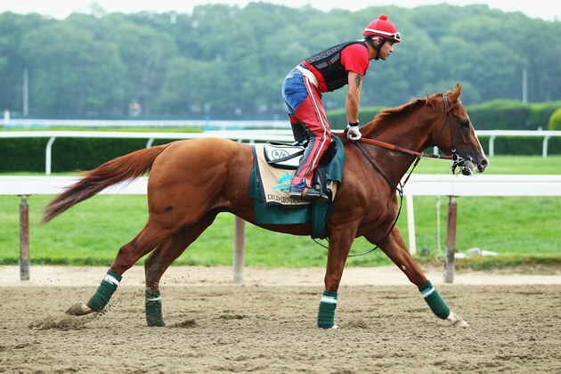 ELMONT, NY - JUNE 04:  Kentucky Derby and Preakness winner California Chrome, with exercise rider Willie Delgado up, trains on the main track at Belmont Park on June 4, 2014  in Elmont,  New York   He is scheduled to race for the Triple Crown in the 146th running of the Belmont Stakes  (Photo by Al Bello/Getty Images)