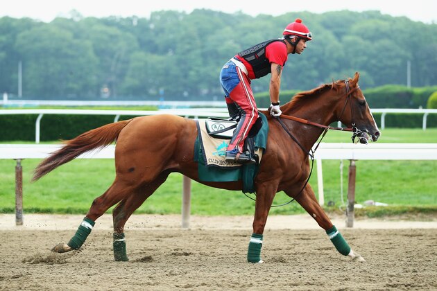 ELMONT, NY - JUNE 04:  Kentucky Derby and Preakness winner California Chrome, with exercise rider Willie Delgado up, trains on the main track at Belmont Park on June 4, 2014  in Elmont,  New York   He is scheduled to race for the Triple Crown in the 146th running of the Belmont Stakes  (Photo by Al Bello/Getty Images)