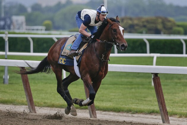 Belmont Stakes hopeful Tonalist works out at Belmont Park, Wednesday, June 4, 2014, in Elmont, N.Y. Tonalist will be one of several challengers looking to spoil California Chrome's bid at a Triple Crown when they race in the 146th running of the Belmont Stakes horse race on Saturday.  (AP Photo/Julie Jacobson)