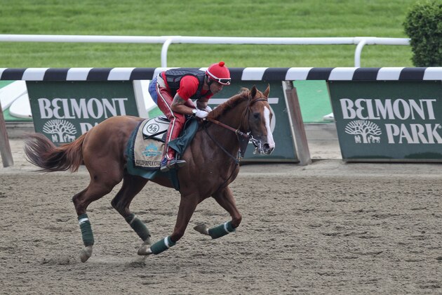 Exercise rider Willie Delgado gallops California Chrome around the track at Belmont Park, Wednesday, June 4, 2014, in Elmont, N.Y. The Kentucky Derby and Preakness Stakes winner will attempt to become the first Triple Crown winner since Affirmed in 1978 when he races in the 146th running of the Belmont Stakes on Saturday.(AP Photo/Peter Morgan)