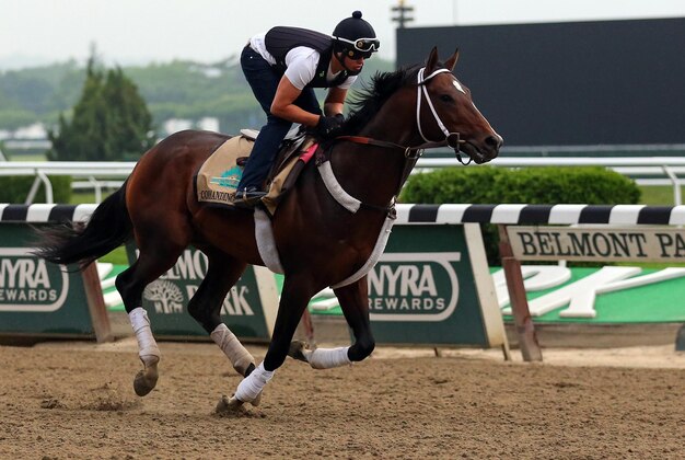 Jun 4, 2014; Elmont, NY, USA; Commanding Curve ridden by exercise rider Emerson Chavez on the track during workouts in preparation for the 2014 Belmont Stakes at Belmont Park. Mandatory Credit: Anthony Gruppuso-USA TODAY Sports