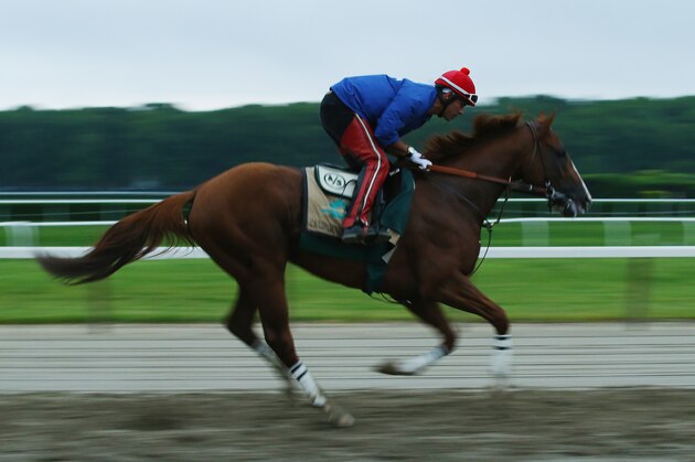 ELMONT, NY - JUNE 05:  Kentucky Derby and Preakness winner California Chrome, with exercise rider Willie Delgado up, trains on the main track at Belmont Park on June 5, 2014  in Elmont,  New York   He is scheduled to race for the Triple Crown in the 146th running of the Belmont Stakes  (Photo by Al Bello/Getty Images)