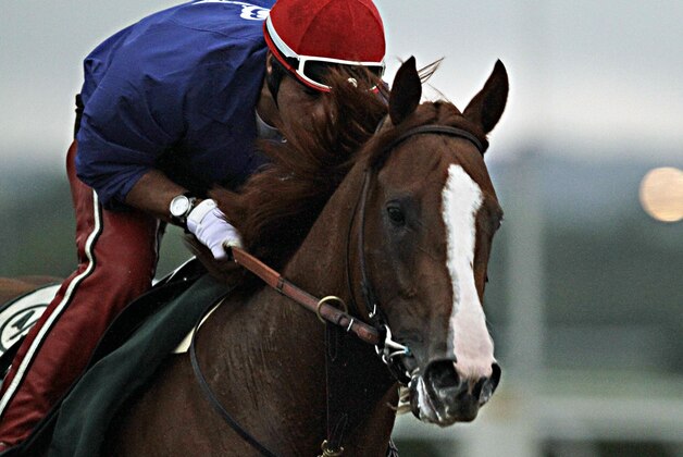California Chrome, with exercise rider Willie Delgado in the saddle, gallops in the rain at Belmont Park race track in Elmont, NY., Thursday, June 5, 2014. On Saturday, June 7th, California Chrome will attempt to be the first horse in 36 years to capture horse racing's Triple Crown by winning the Belmont Stakes. (AP Photo/Garry Jones)