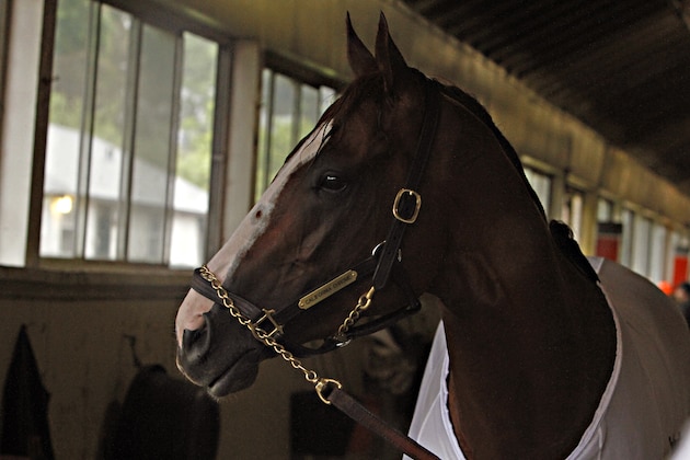 Kentucky Derby and Preakness Stakes winner California Chrome pauses in his barn while walking after his morning gallop at Belmont Park race track in Elmont, NY., Thursday, June 5, 2014. California Chrome will try to complete the Triple Crown on Saturday, June 7th in the Belmont Stakes horse race. (AP Photo/Garry Jones)