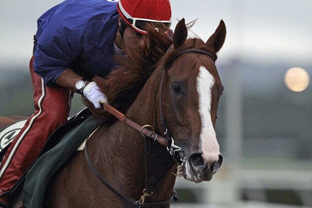 California Chrome, with exercise rider Willie Delgado in the saddle, gallops in the rain at Belmont Park race track in Elmont, NY., Thursday, June 5, 2014.  (AP Photo/Garry Jones)