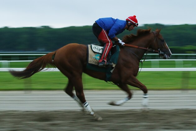 ELMONT, NY - JUNE 05:  Kentucky Derby and Preakness winner California Chrome, with exercise rider Willie Delgado up, trains on the main track at Belmont Park on June 5, 2014  in Elmont,  New York   He is scheduled to race for the Triple Crown in the 146th running of the Belmont Stakes  (Photo by Al Bello/Getty Images)