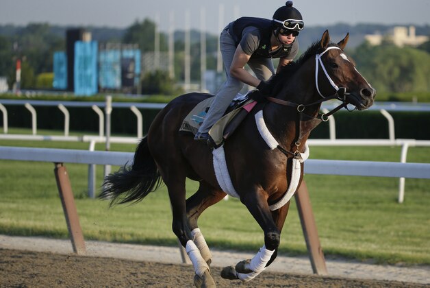 Commanding Curve takes a lap with exercise rider Emerson Chavez up during a workout at Belmont Park Tuesday, June 3, 2014, in Elmont, N.Y. Commanding Curve will be one of several challengers looking to spoil California Chrome's bid at a Triple Crown when they race in the 146th running of the Belmont Stakes on Saturday. (AP Photo/Julie Jacobson)