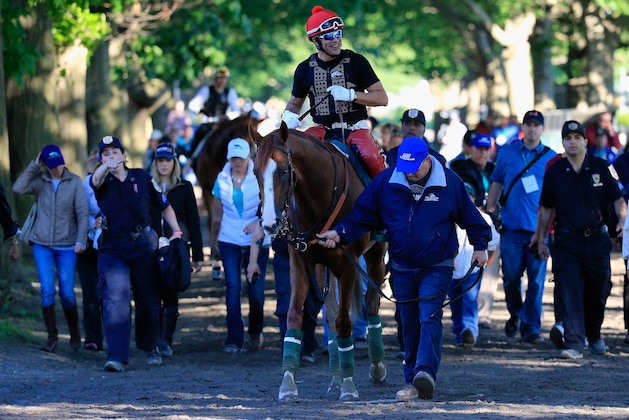 ELMONT, NY - JUNE 06: Assistant trainer Alan Sherman leads Kentucky Derby and Preakness winner California Chrome, with exercise rider Willie Delgado up back to the barn after a morning workout in preparation for the 146th running of the Belmont Stakes at Belmont Park on June 6, 2014 in Elmont, New York.  (Photo by Rob Carr/Getty Images)