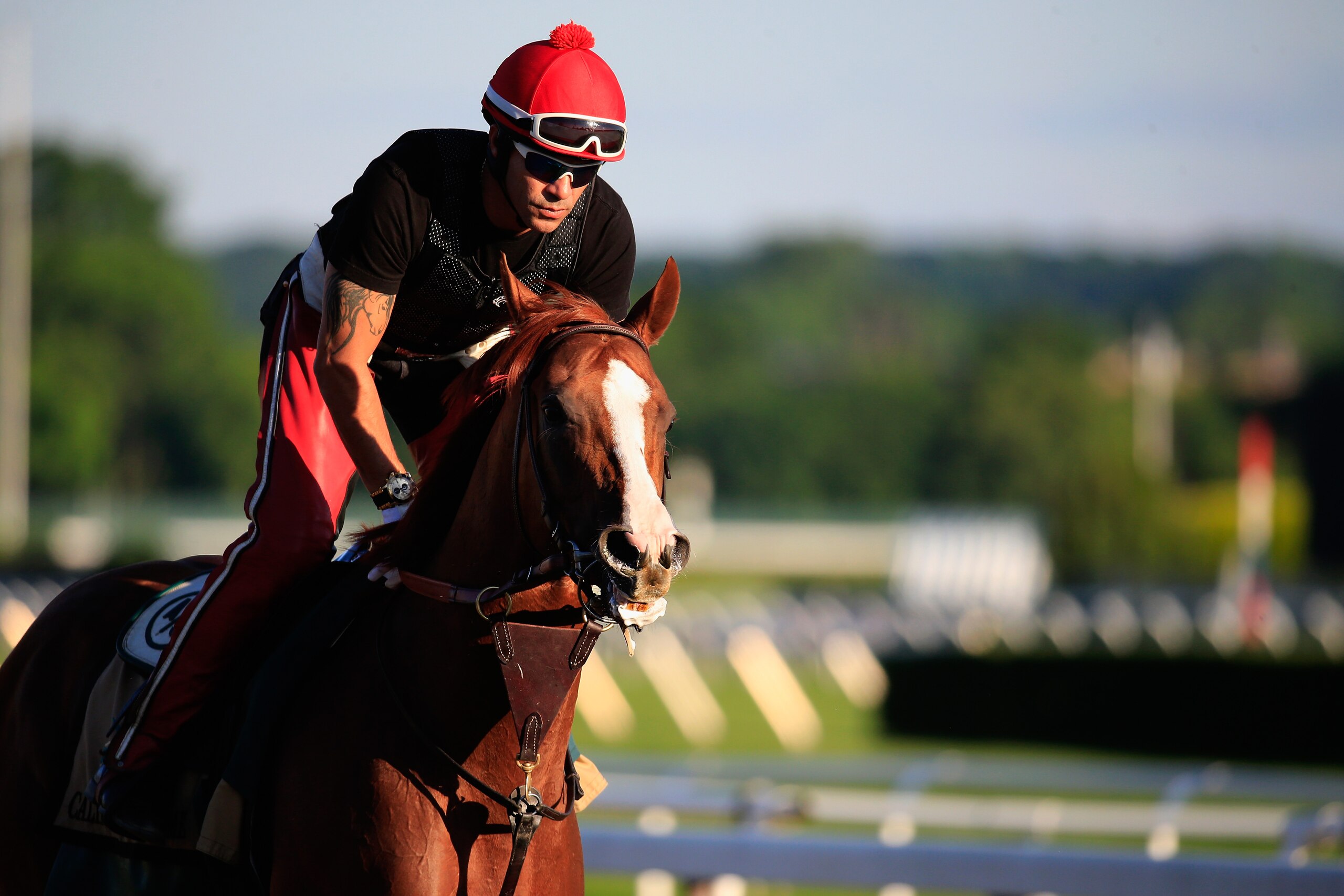ELMONT, NY - JUNE 06: Kentucky Derby and Preakness winner California Chrome, with exercise rider Willie Delgado up, goes over the track in preparation for the 146th running of the Belmont Stakes at Belmont Park on June 6, 2014 in Elmont, New York. (Photo by Rob Carr/Getty Images) ELMONT, NY - JUNE 06: Kentucky Derby and Preakness winner California Chrome, with exercise rider Willie Delgado up, goes over the track in preparation for the 146th running of the Belmont Stakes at Belmont Park on June 6, 2014 in Elmont, New York. (Photo by Rob Carr/Getty Images)