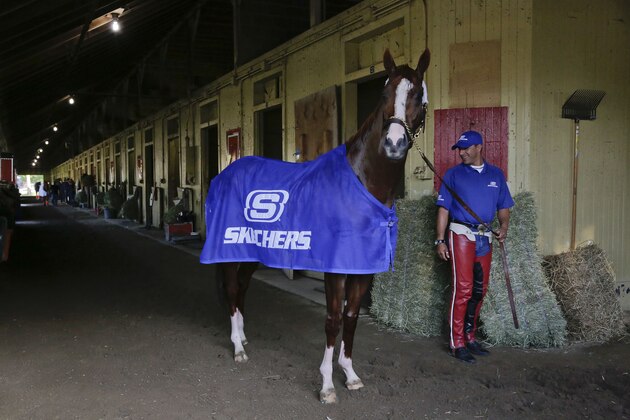 California Chrome pauses as he is hot walked by exercise rider Willie Delgado after a workout at Belmont Park, Tuesday, June 3, 2014, in Elmont, N.Y. The Kentucky Derby and Preakness Stakes winner will attempt to become the first Triple Crown winner since Affirmed in 1978 when he races in the146th running of the Belmont Stakes on Saturday.  (AP Photo/Julie Jacobson)
