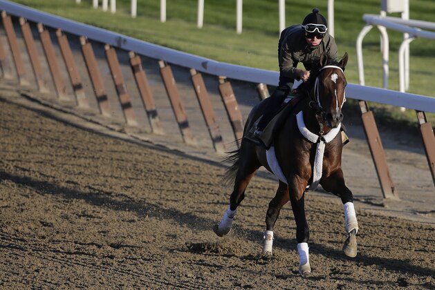 Commanding Curve gallops around the track with exercise rider Emerson Chavez up during a workout, Friday, June 6, 2014, in Elmont, N.Y. Commanding Curve will be one of ten challengers looking to spoil California Chrome's bid at a Triple Crown when they race in the 146th running of the Belmont Stakes horse race on Saturday. (AP Photo/Julie Jacobson)