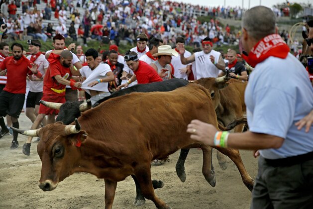 Participants run alongside charging bulls during the Great Bull Run at the Georgia International Horse Park, Saturday, Oct. 19, 2013, in Conyers, Ga. The event, expected to attract 3,000 runners Saturday, is inspired by the annual running of the bulls in Pamplona, Spain and has future stops planned in Texas, Florida, California, Illinois and Pennsylvania. (AP Photo/David Goldman)