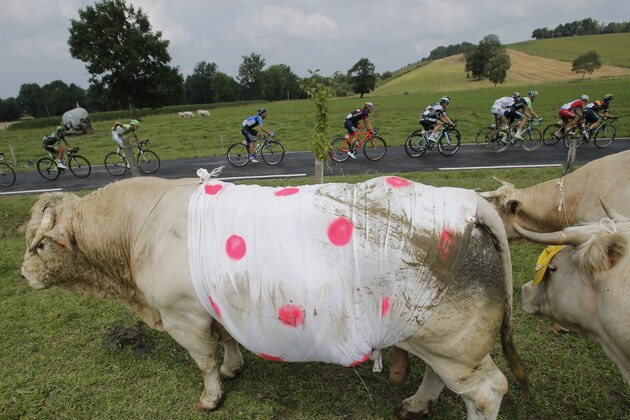 The breakaway group passes a bull wearing the colors of the best climber's polka dotted jersey during the eighteenth stage of the Tour de France cycling race over 145.5 kilometers (90.4 miles) with start in Pau and finish in Hautacam, Pyrenees region, France, Thursday, July 24, 2014. (AP Photo/Christophe Ena)