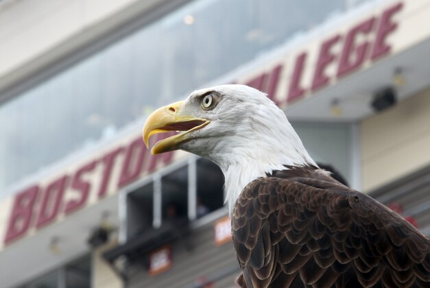 A bald eagle from Zoo New England looks out from the field before the start of an NCAA college football game between Boston College and Villanova, Saturday, Aug. 31, 2013, in Boston.  Boston College is hosting a contest to name the eagle. (AP Photo/Mary Schwalm)