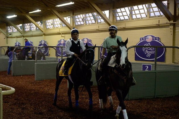 ARCADIA, CA - OCTOBER 30:  Shared Belief cools off after training in preparation for the 2014 Breeder's Cup Classic at Santa Anita Park on October 30, 2014 in Arcadia, California.  (Photo by Harry How/Getty Images)