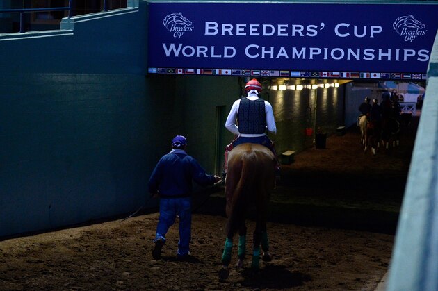ARCADIA, CA - OCTOBER 28:  California Chrome returns to the stables after training in preparation for the 2014 Breeder's Cup Classic at Santa Anita Park on October 28, 2014 in Arcadia, California.  (Photo by Harry How/Getty Images)