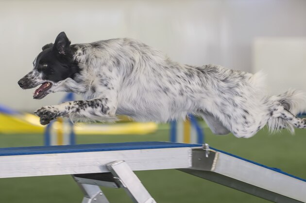 This May 31, 2014 image provided by Rich Knecht Photography shows a border collie flying over a jump in the Masters Jumpers class during a USDAA agility trial in Barto, Pa. Agility has grown every year since it was adopted by the American Kennel Club in 1994, including 48 percent in the last five years.  (AP Photo/Rich Knecht Photography)