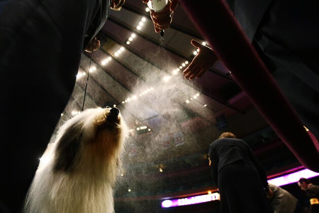 NEW YORK - FEBRUARY 09: A Bearded Collie is sprayed with water while being shown during the 133rd Annual Westminster Kennel Club Dog Show at Madison Square Garden February 9, 2009 in New York City. The Westminster Kennel Club Dog Show is considered the most important in the United States.  (Photo by Chris McGrath/Getty Images)