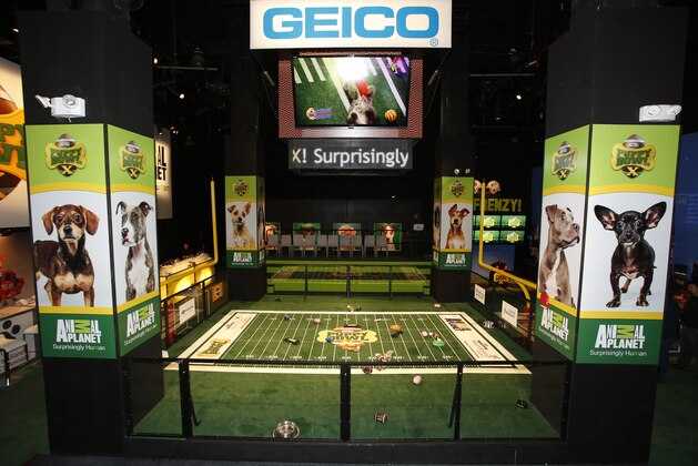 IMAGE DISTRIBUTED FOR DISCOVERY COMMUNICATIONS -  Atmosphere at the Puppy Bowl X at the Discovery Times Square Experience in New York on Tuesday Jan. 28, 2014. (Mark Von Holden/AP Images for Discovery Communications)